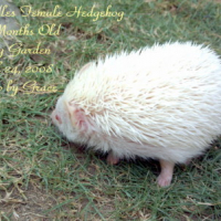 Photo #81043 de Needles the hedgehog