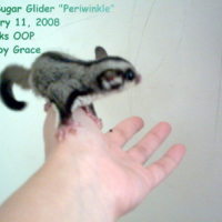 Photo #81055 de Periwinkle the sugar glider