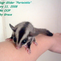 Photo #81061 de Periwinkle the sugar glider