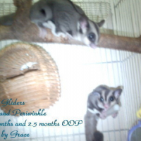 Photo #81067 de Periwinkle the sugar glider