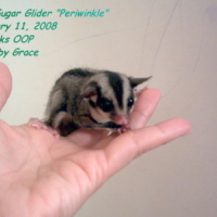 Photo #81073 de Periwinkle the sugar glider