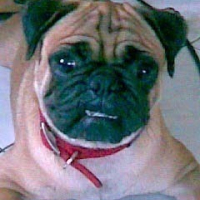 Photo #81091 de Wrinkles the pug