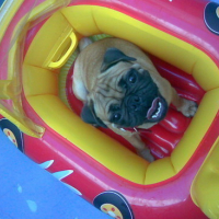 Photo #81103 de Wrinkles the pug