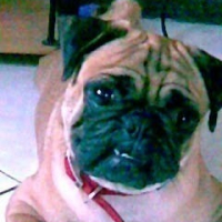 Photo #81109 de Wrinkles the pug