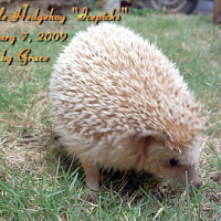 Photo #82165 de Icepicks the hedgehog