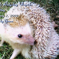 Photo #82171 de Icepicks the hedgehog