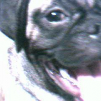 Photo #82189 de Dexter the pug