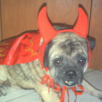 Photo #82195 de Dexter the pug