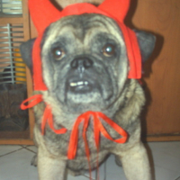 Photo #82201 de Dexter the pug