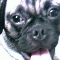 Photo #82207 de Dexter the pug