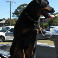 tyson_at_sandgate