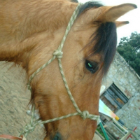 Photo #85819 de Santiago