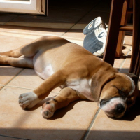 sieste au soleil !!!  