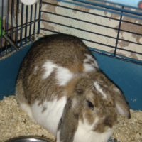 Photo #89839 de Praline