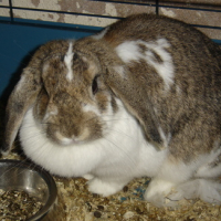 Photo #89845 de Praline