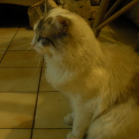 Photo #93877 de Snowbell