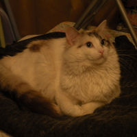 Photo #93883 de Snowbell