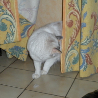 Photo #93889 de Snowbell