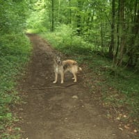 buddy en ballade dans les bois