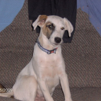 Photo #96361 de Bandit