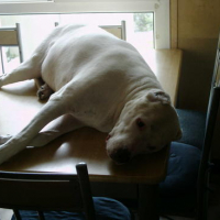 Doguette au soleil sur la table de cuisine