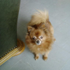 Penny ma copine Spitz de 800 grs pas la bousculer