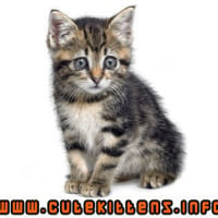 tri-color-tabby-kitten