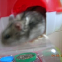 Photo #101383 de Peanut