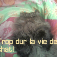 minou_qui_dort