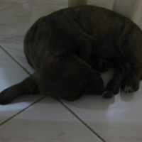 sleeping under the table..