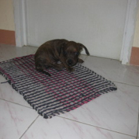 Lana on the door mat w/c she gnaws..hehe