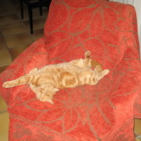 Photo #116017 de Chat roux