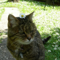 Plume La Reine des Fleurs !