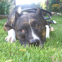 Photo #126493 de Tyson