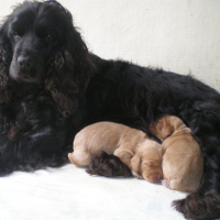 moi 6 ans avec eddy et dolly mes bébés (4 jours)