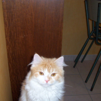 Photo #140329 de Berlioz