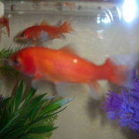 Photo #142885 de Les poissons