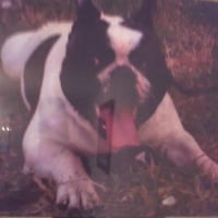 Photo #143353 de Tyson