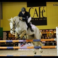 Au salon du cheval 2008 - Puissance Welsh