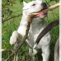 24.04.09_o_neal_avec_sa_patte_sur_la_branche_en_train_de_ronger_la_branche_.JPGbis