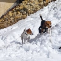 En Savoie, chez nous au chalet,avec mon pote Codi.