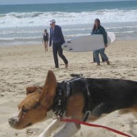 Dumbo parmi les surfeur des vagues