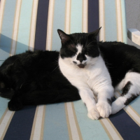 Minette et Caline sur le transat