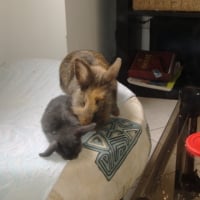 mais qui c'est ce nouveau lapin sur mon pouf ? 