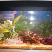 Photo #164107 de Mon aquarium