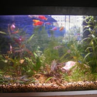 Photo #164521 de Mon aquarium