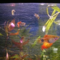 Photo #164527 de Mon aquarium