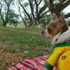 picnic at the park