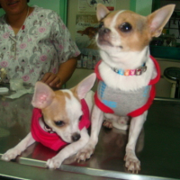 with Apple during their visit to the vet