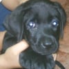 ALLIE, Aries baby sister! (female black lab)